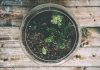 5 Terrarium Workshops You Can Sign Up in Singapore