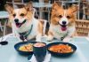 Top 10 Pet-Friendly Cafés in Singapore 2019