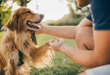 Top 10 Pet Boarding Centres in Singapore 2021