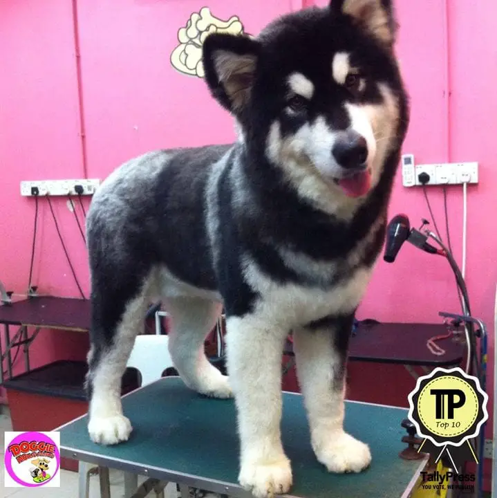 malaysias-top-10-pet-grooming-centres-doggie-house