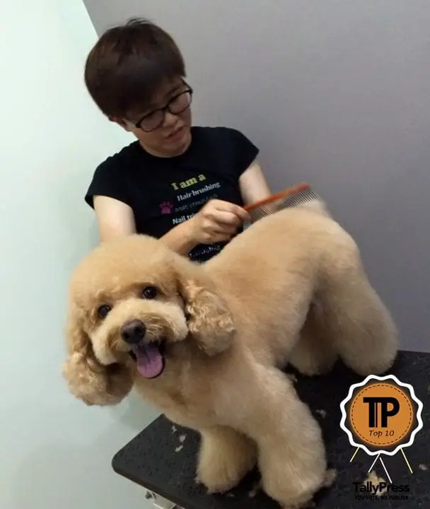 malaysias-top-10-pet-grooming-centres-yin-mobile-pets-grooming-service