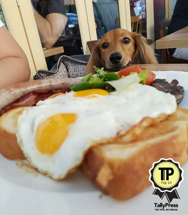 7-singapores-top-10-pet-friendly-cafes-w39-bistro-and-bakery