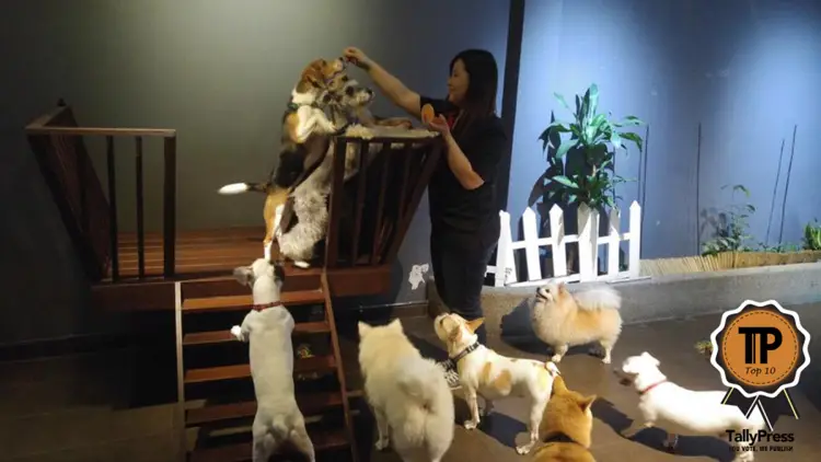 top-10-pet-boarding-centres-in-singapore-happy-dog