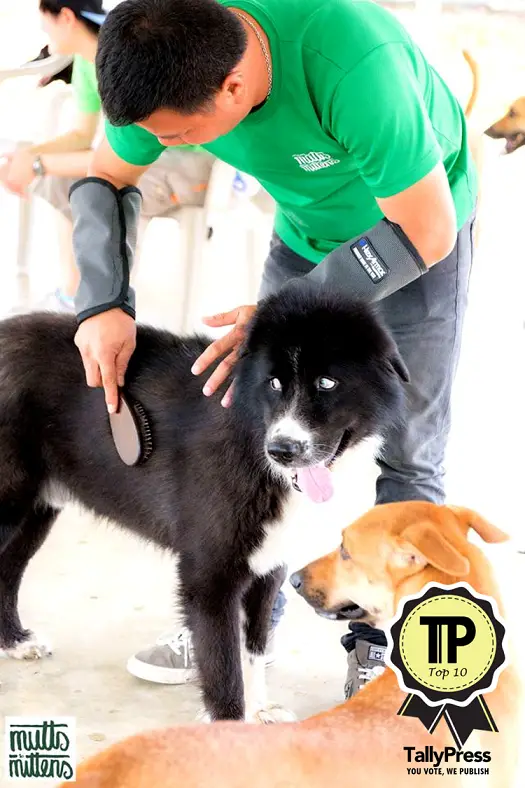 top-10-pet-boarding-centres-in-singapore-mutts-and-mittens