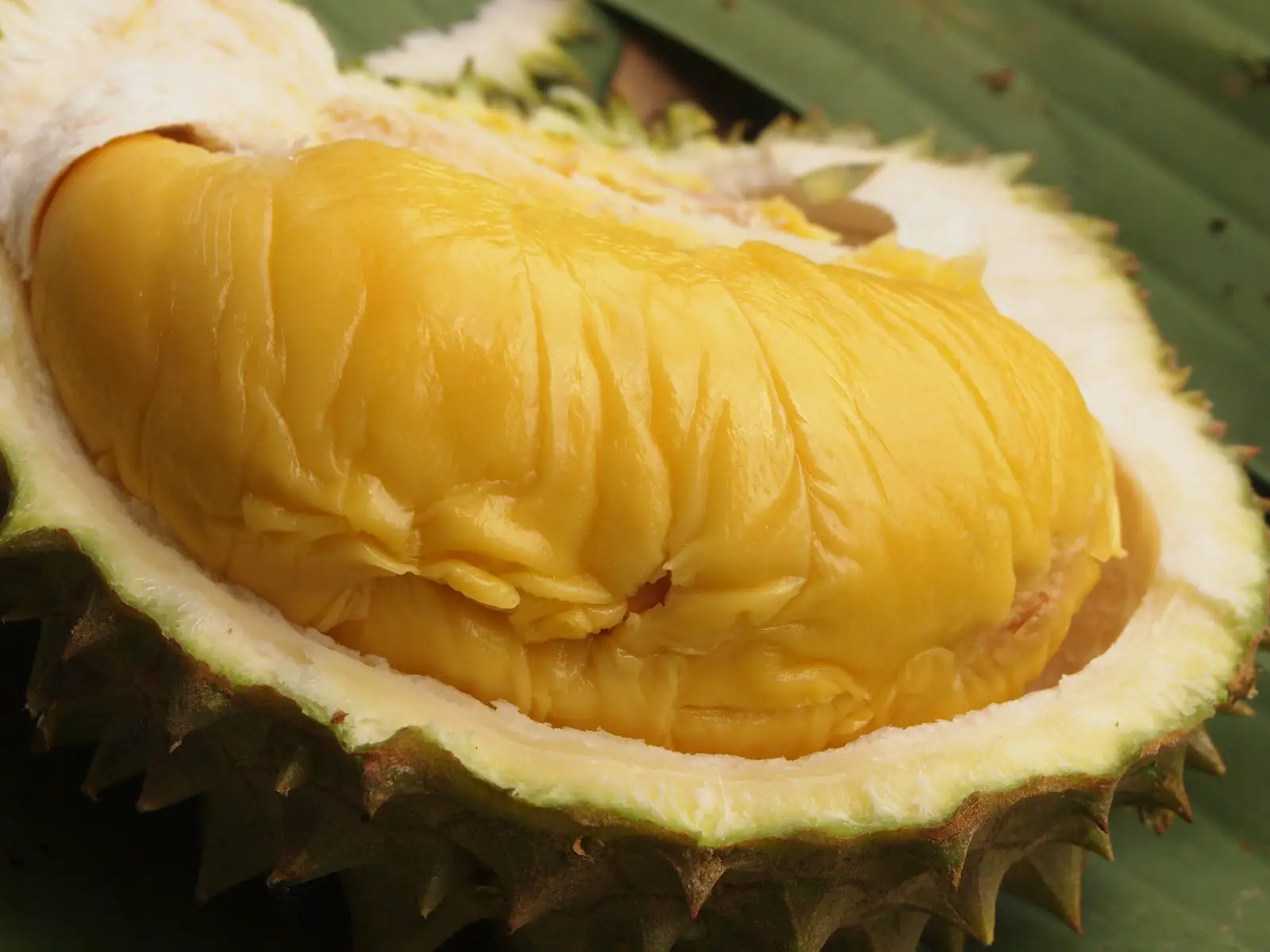 7 Delicious Ways To Enjoy Durian in Klang Valley | TallyPress