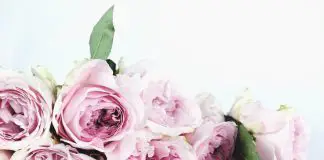 8 Unique Flowers Girlfriend will Love