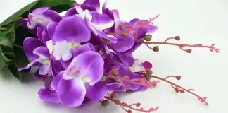 Where to Buy Unique Orchids in Singapore