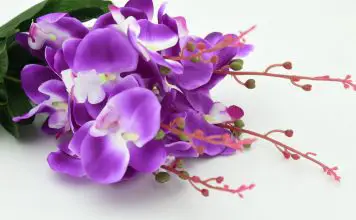 Where to Buy Unique Orchids in Singapore