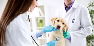 Top 10 Veterinary Clinics in Singapore