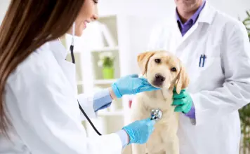 Top 10 Veterinary Clinics in Singapore