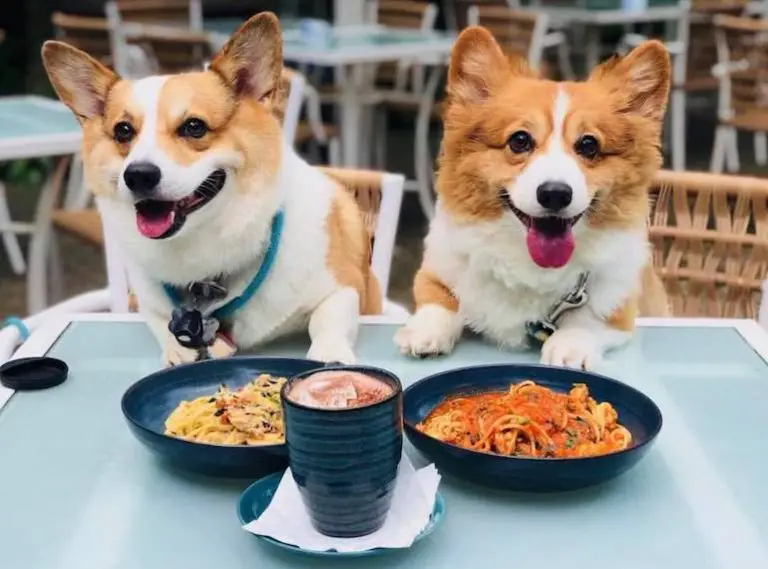 Top 10 Pet-Friendly Cafés in Singapore 2019