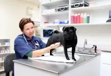 Top 10 Veterinary Clinics in Penang