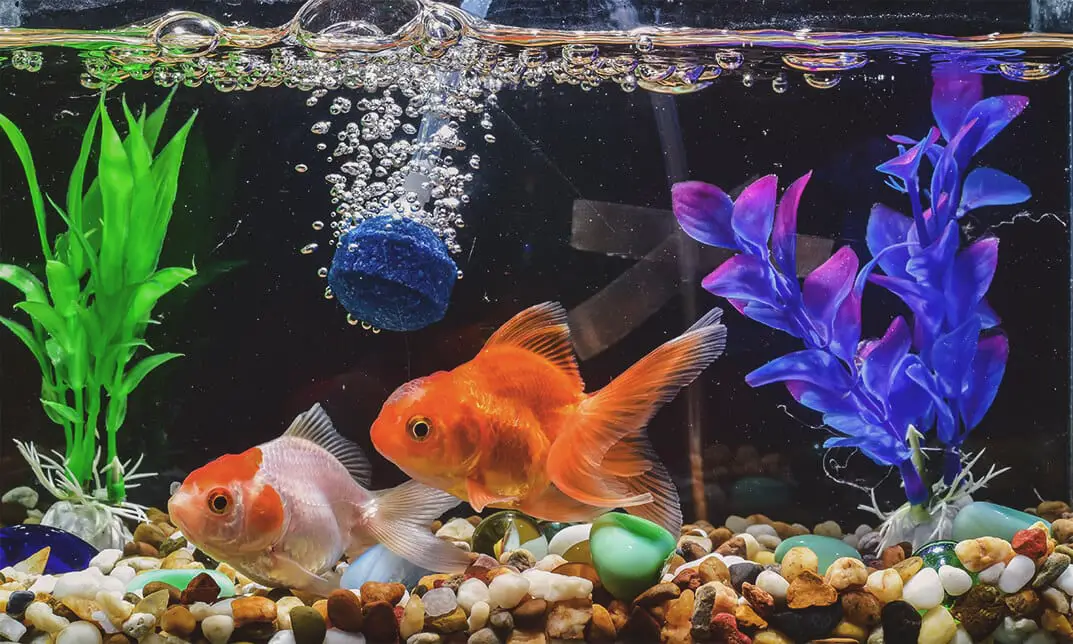 aquatic fish store near me