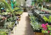 Top 10 Plant Nurseries in Singapore