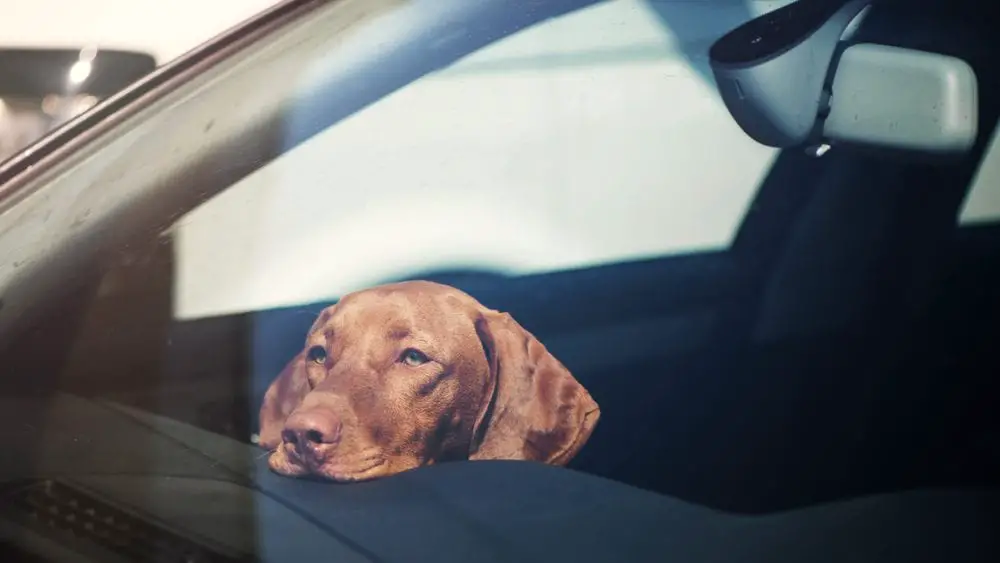 Things You Should Never Leave In Your Car #9: Pets
