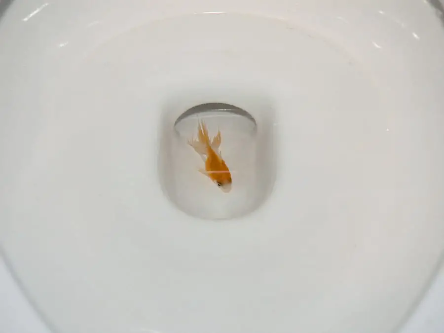 Things You Shouldn't Flush Down The Toilet: Fish