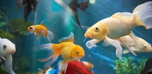 Top 10 Aquatic Pet Shops in Singapore