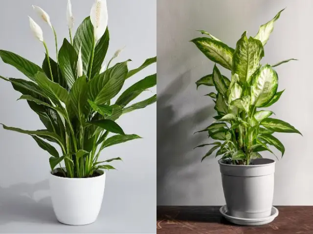 5 Types of Indoor Plants To Get For Your Home | TallyPress