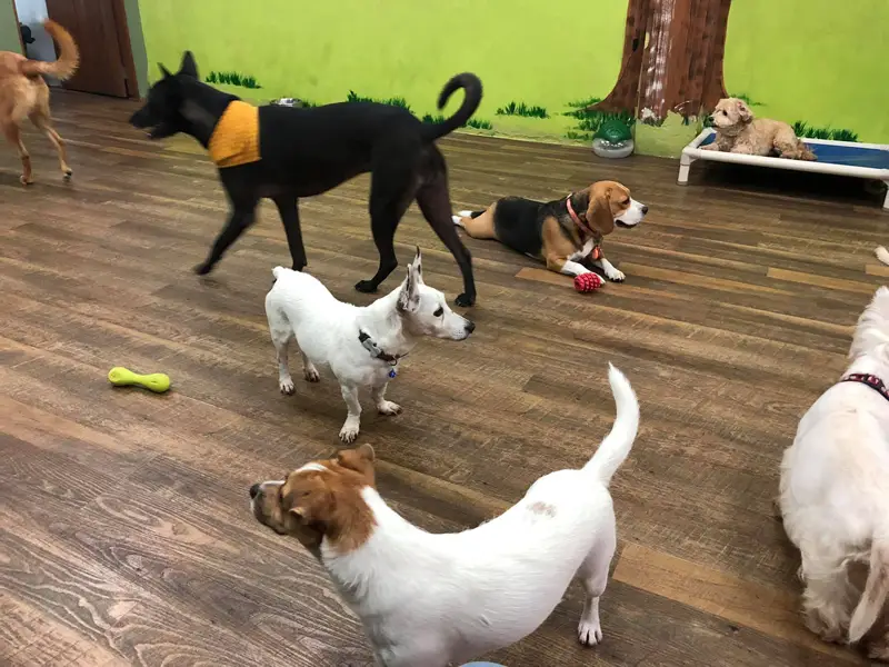 Ginny and Friends Dog Day Care