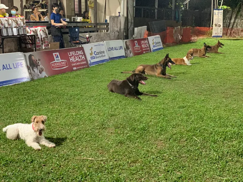 Canine Sportzclub