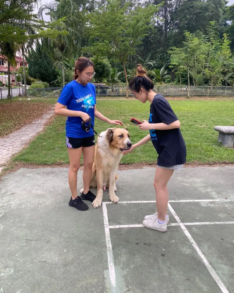 EK9 Dog Training Tuition 狗狗训练 补习中心