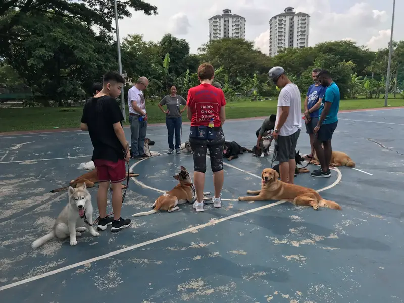 Puppycom Dog Training School