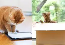 6 Ways to Keep Your Cat Entertained While You're at Work