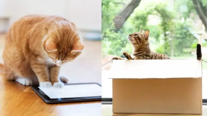 6 Ways to Keep Your Cat Entertained While You're at Work