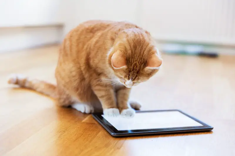 Let Your Cat Play a Mobile Game