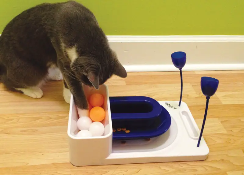 Puzzle Toys to Keep Your Cat Mentally Stimulated