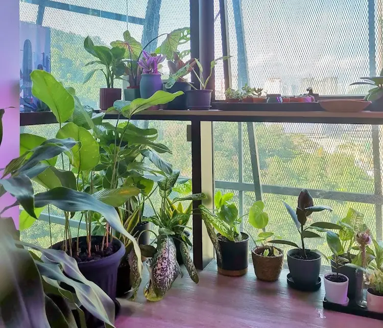 Little Eden Succulents Studio